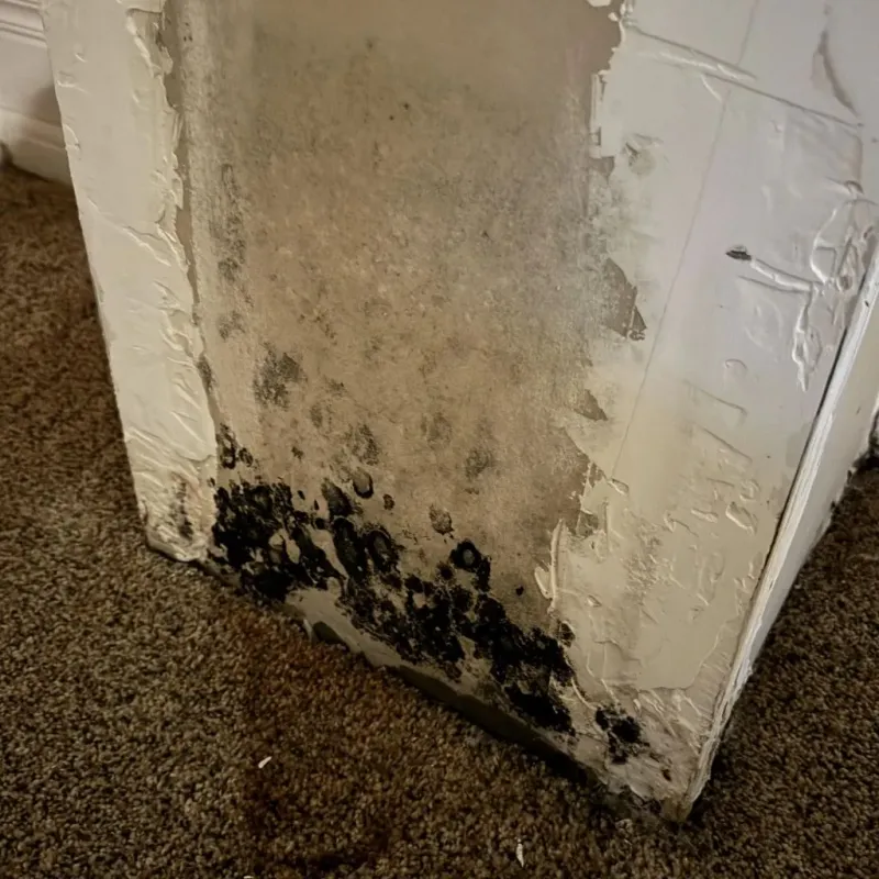 Professional Mold Removal in Tennille, GA